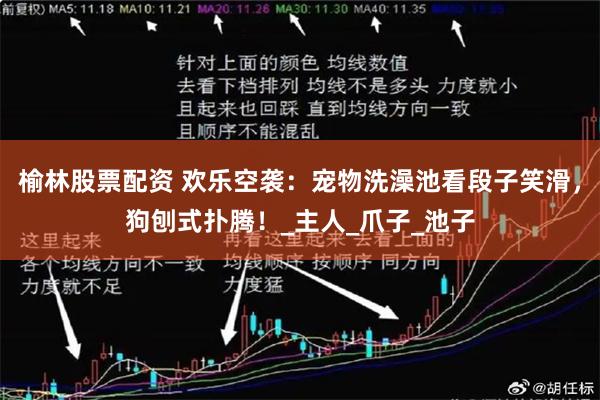 榆林股票配资 欢乐空袭：宠物洗澡池看段子笑滑，狗刨式扑腾！_主人_爪子_池子