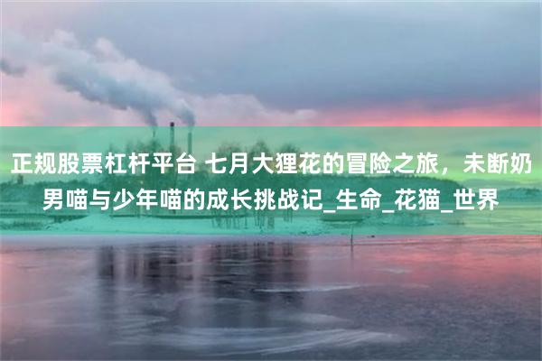 正规股票杠杆平台 七月大狸花的冒险之旅，未断奶男喵与少年喵的成长挑战记_生命_花猫_世界
